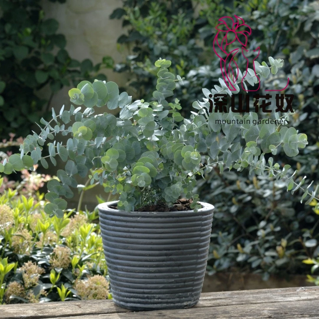 深山花奴 冈尼桉蓝宝贝 盆栽鲜花花材尤加利叶耐寒耐热多年生花材