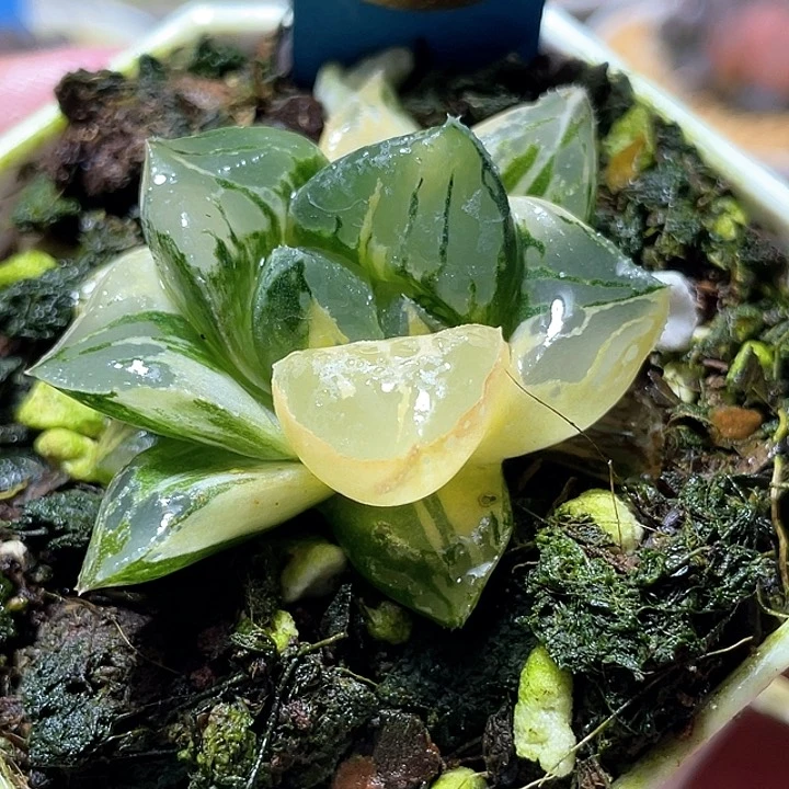 686莫迪卡錦特選福利