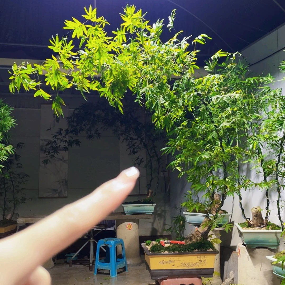 乱***世无花朵小叶簕竹熟桩陶瓷盆一物一拍