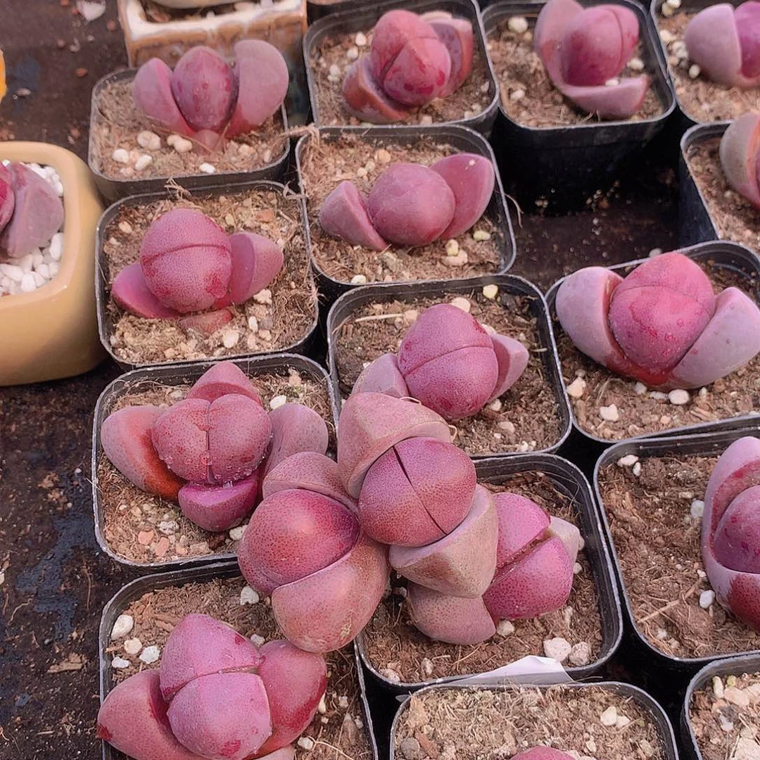 紫元宝356789900000