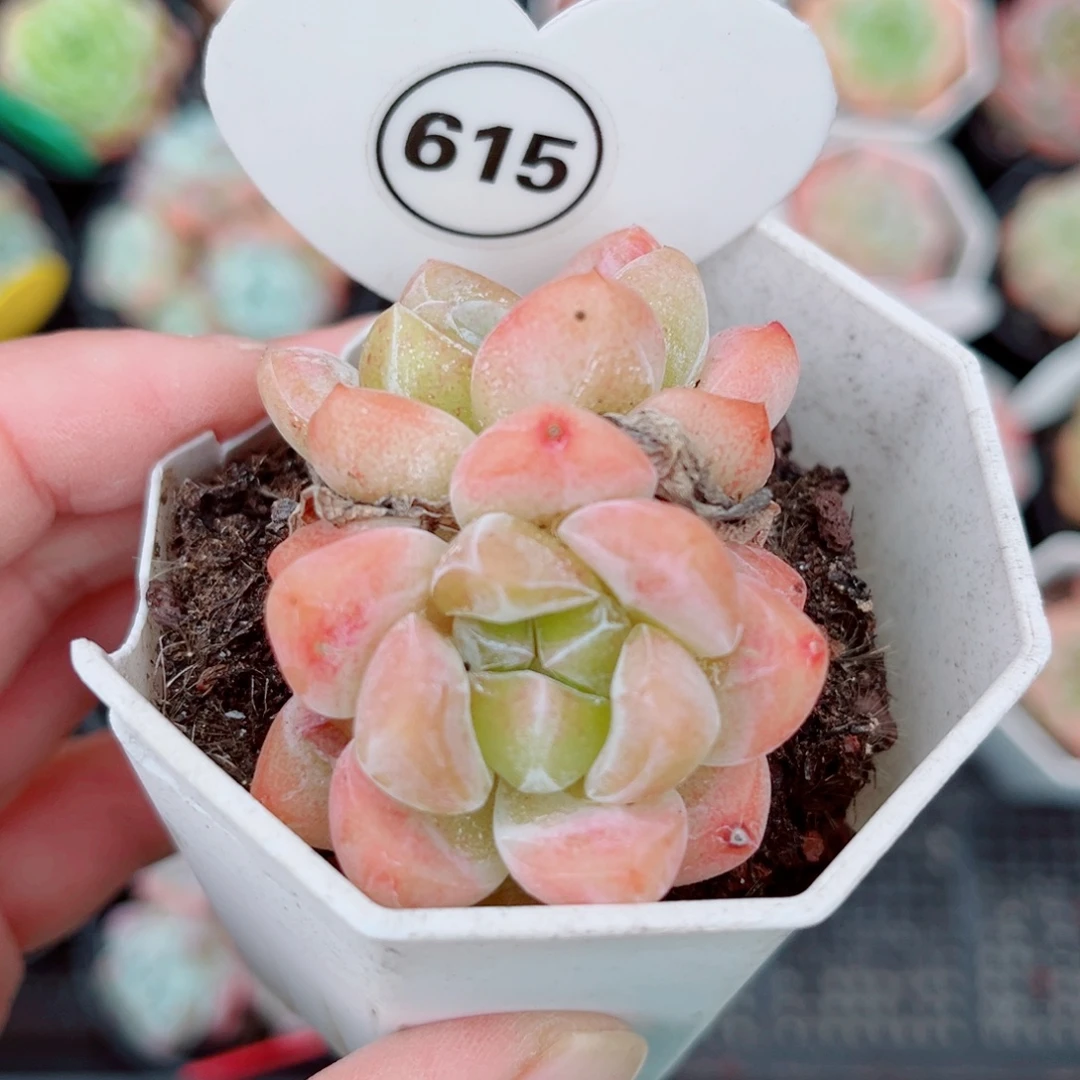 615号小老桩糖心双头