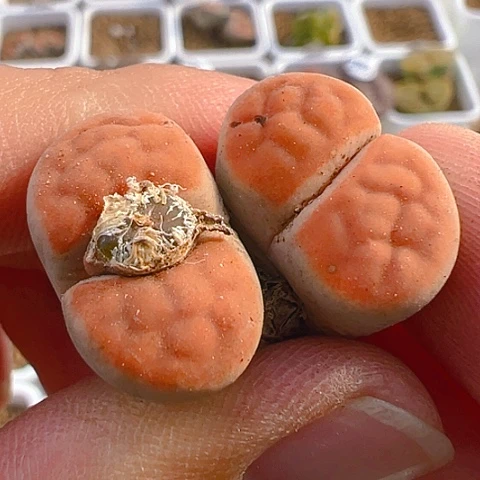 【闪购商品】25998