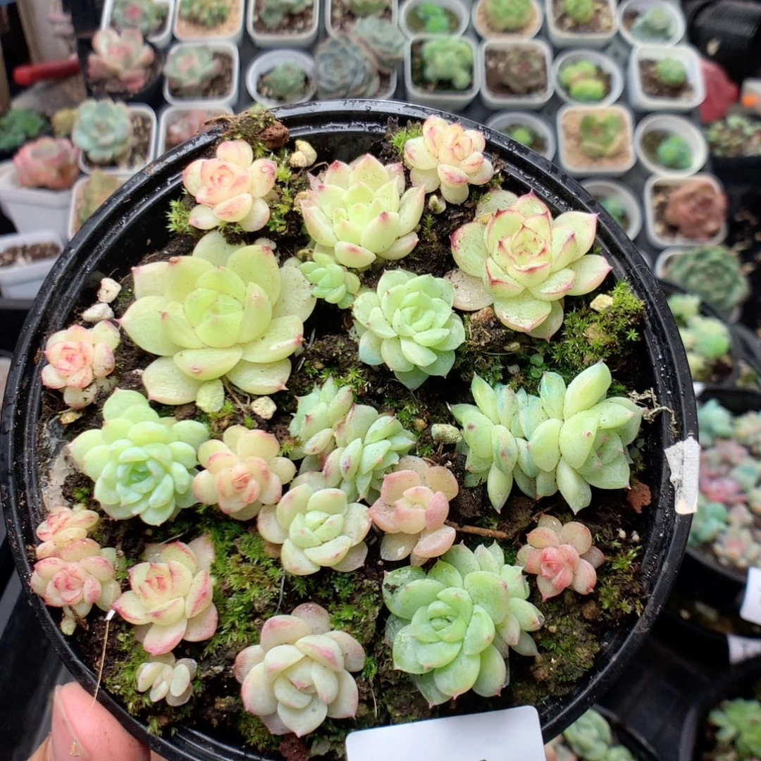 无花朵T94英语英语