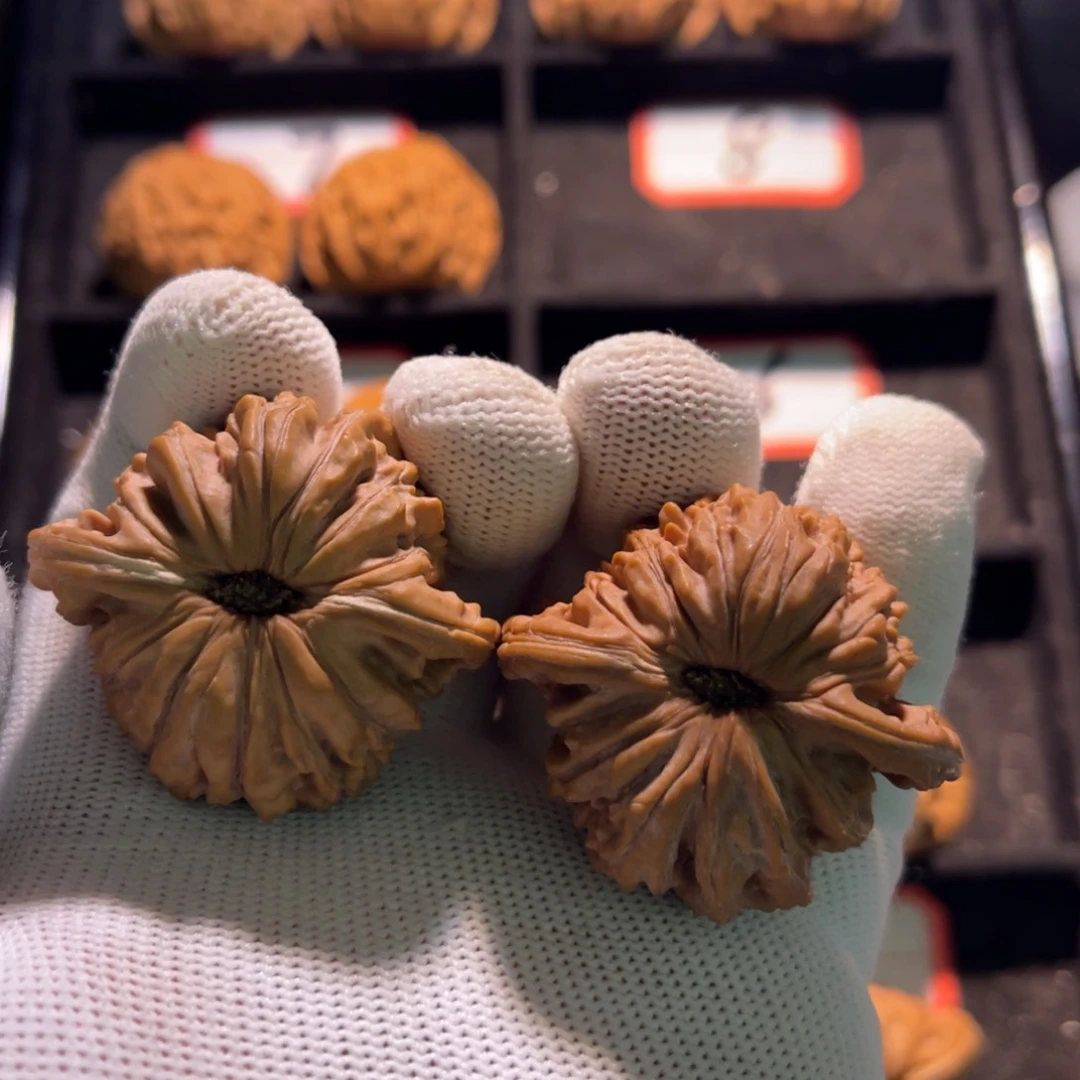 @**形秦皇岛山地果全品08