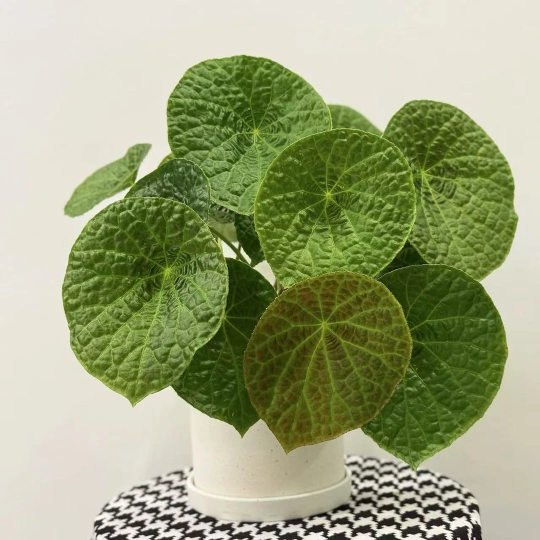 【福寿秋海棠】室内好养的秋海棠盆栽观叶植物