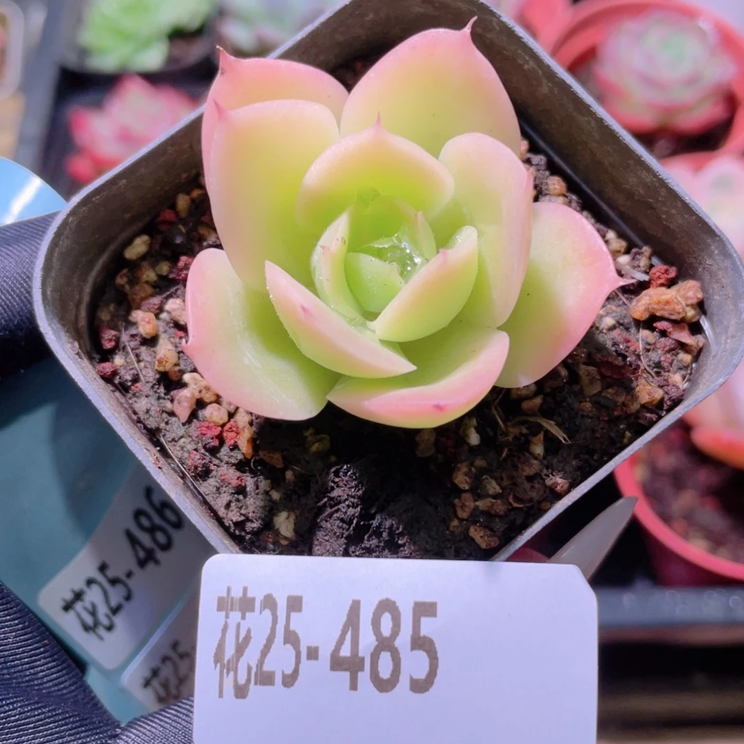 花利美25-485柠檬酸橙