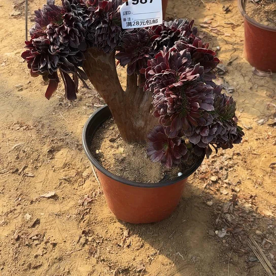 一****9987欧子缀多肉植物无售后