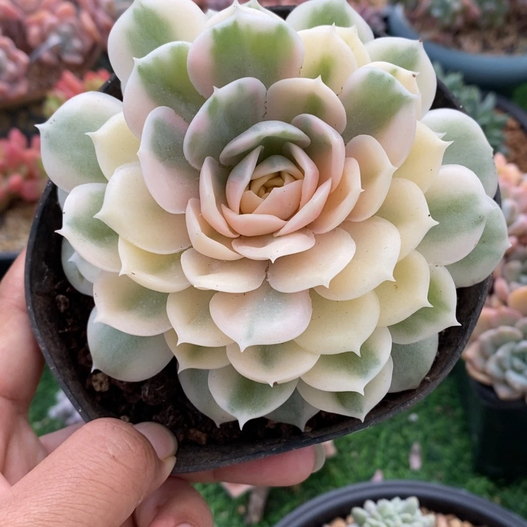 昂斯诺锦单头非偏远38包邮