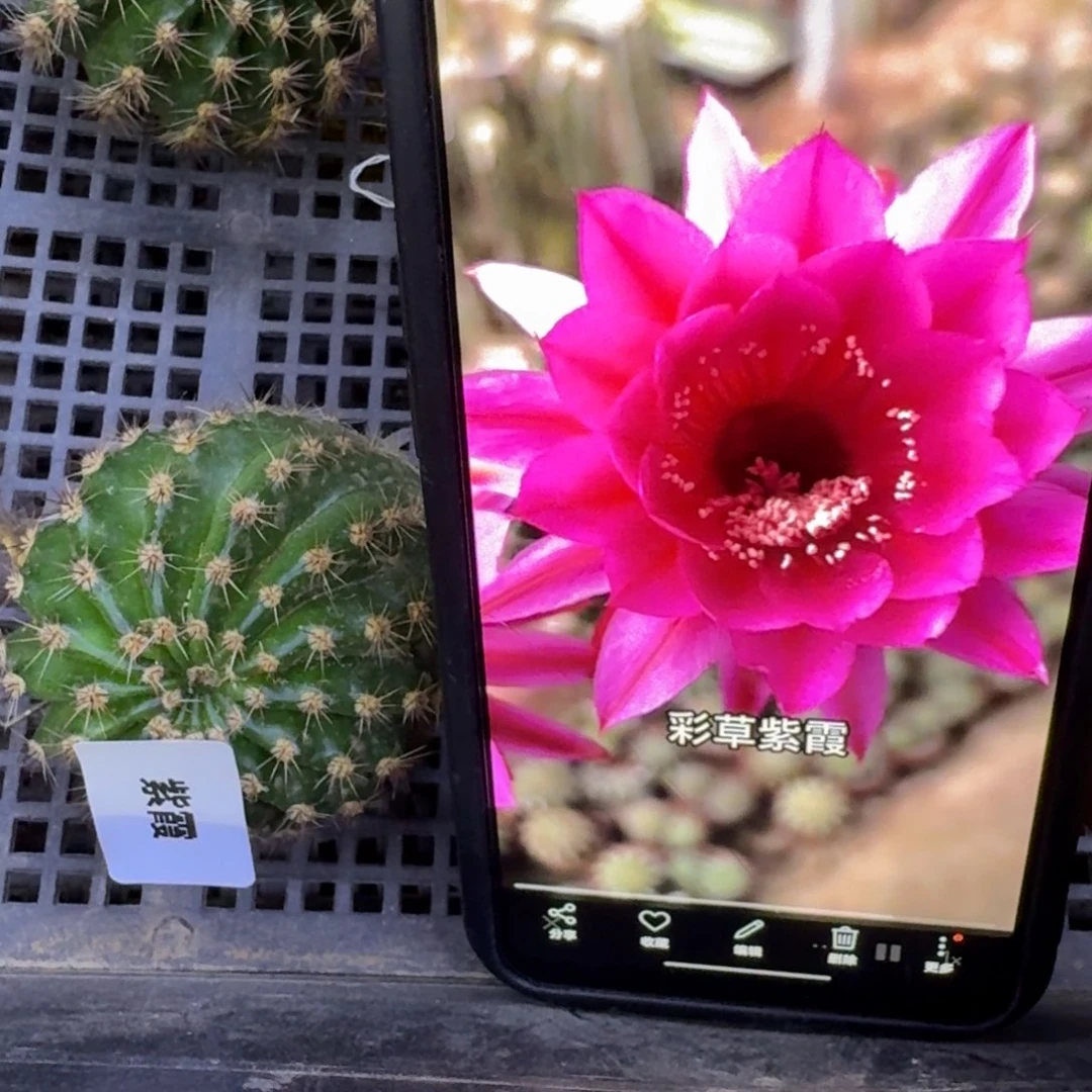 41彩草紫霞歪4公分左右无根侧牙，20包邮