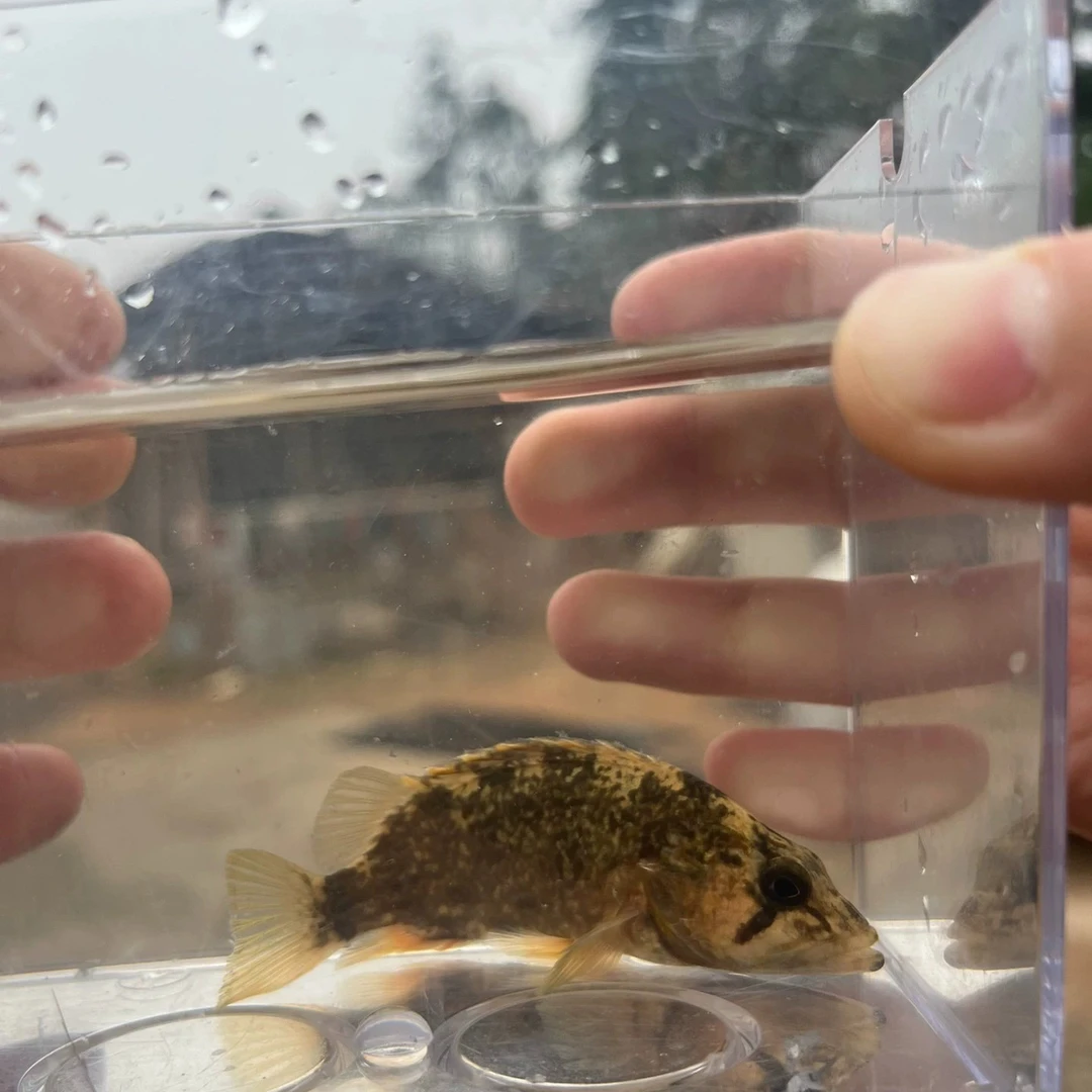 暗鳜 溪流原生鱼观赏鱼凶猛鱼包邮包活