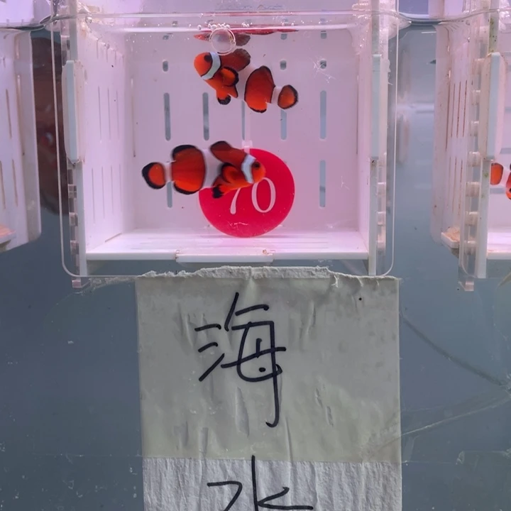 海水鱼精品黑边公子2条3-4