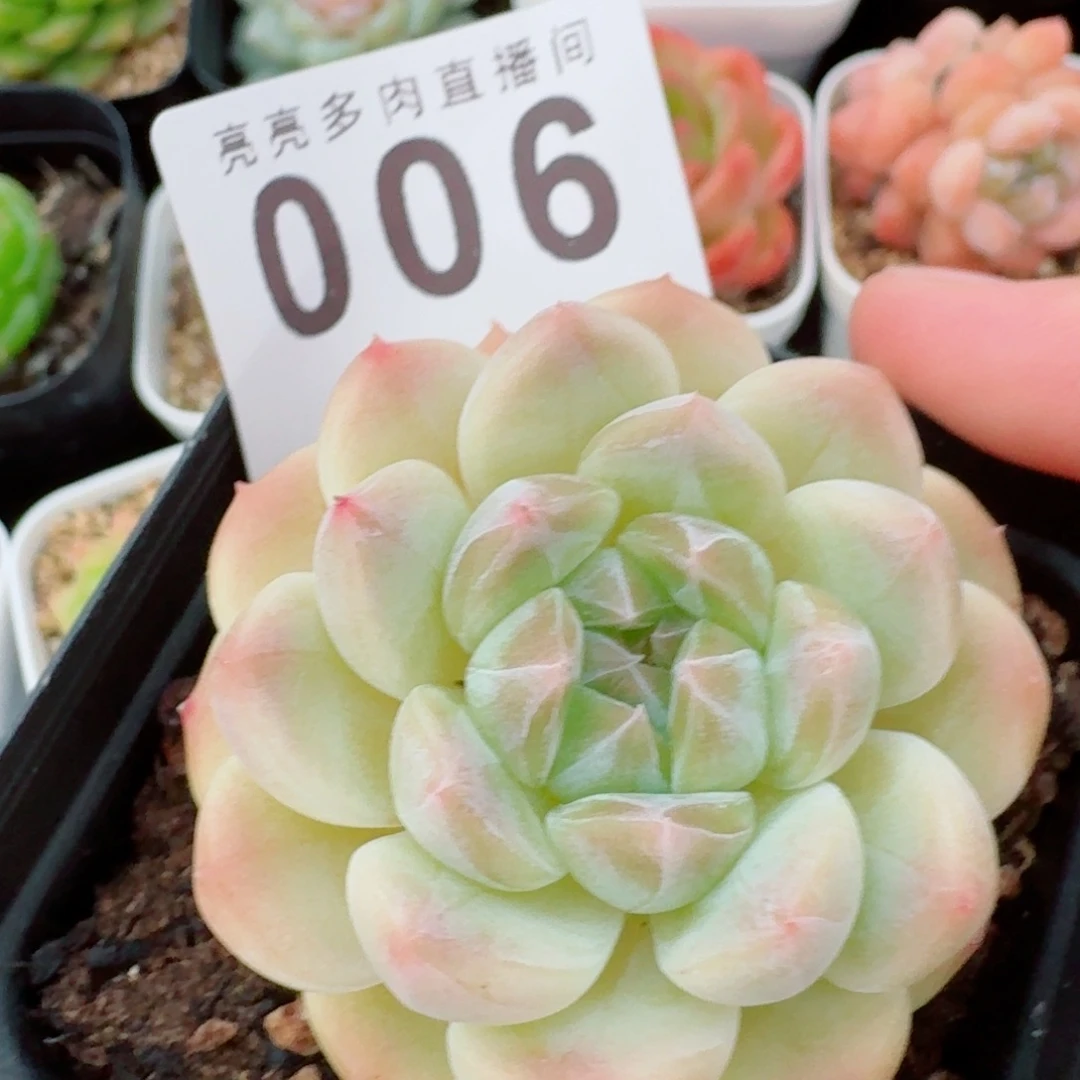 黄冰魄            精美多肉植物