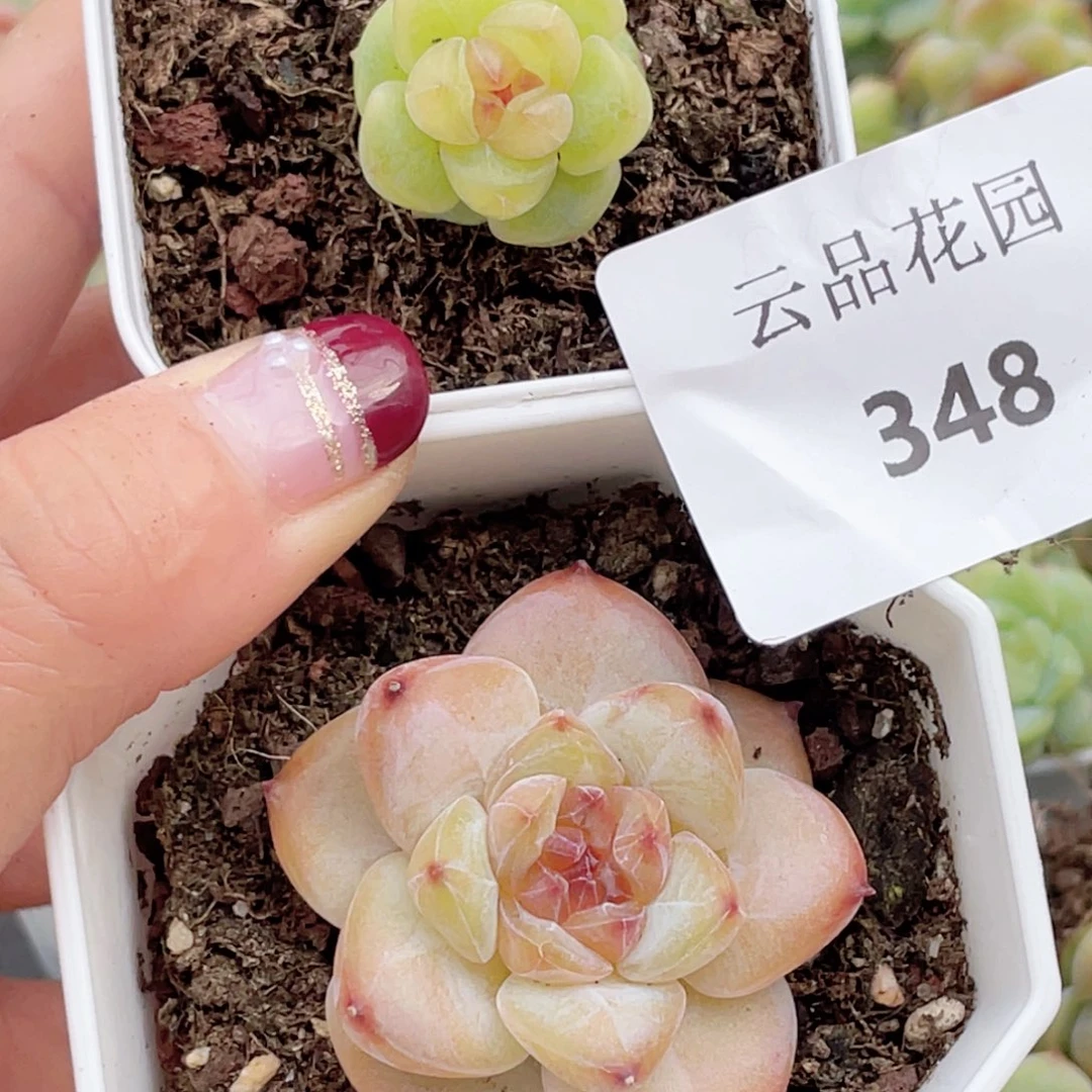 C*348号糖心冰心珍妮2