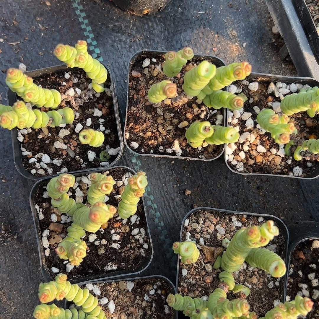 云***墨多肉植物四颗钱串