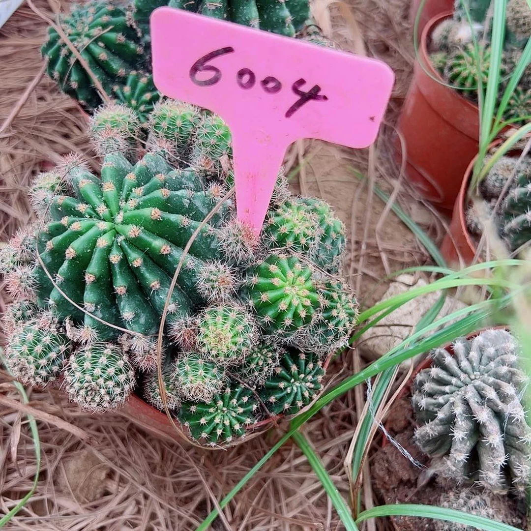北***开浓桃金 6004 00000