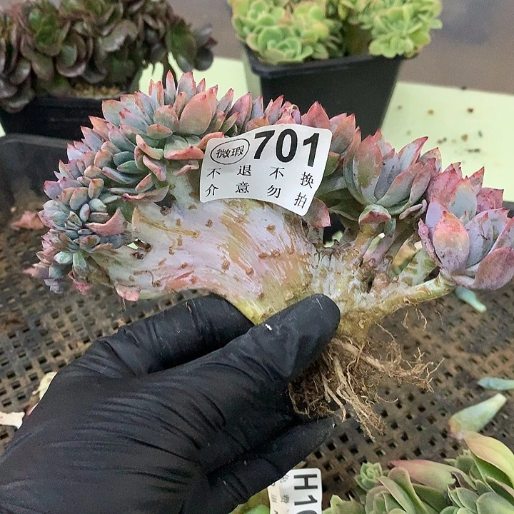 暮光之城缀化 微瑕 非偏远38包邮 节后发货