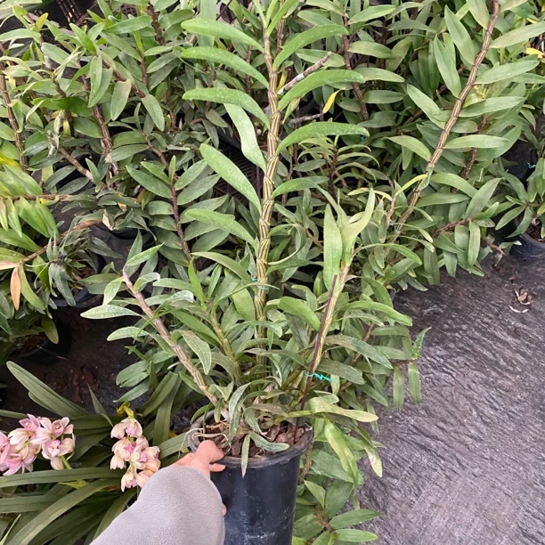 蜻蜓石斛兰洋兰热带兰石斛兰苗子多多