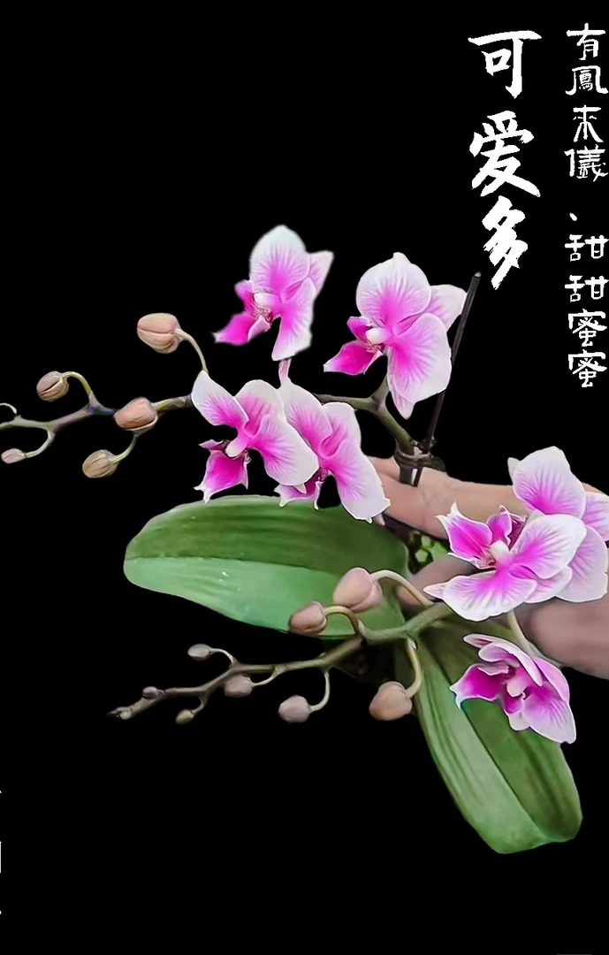 【乌市发货，全疆包邮】3.0加高可爱多双剑蝴蝶兰盆栽