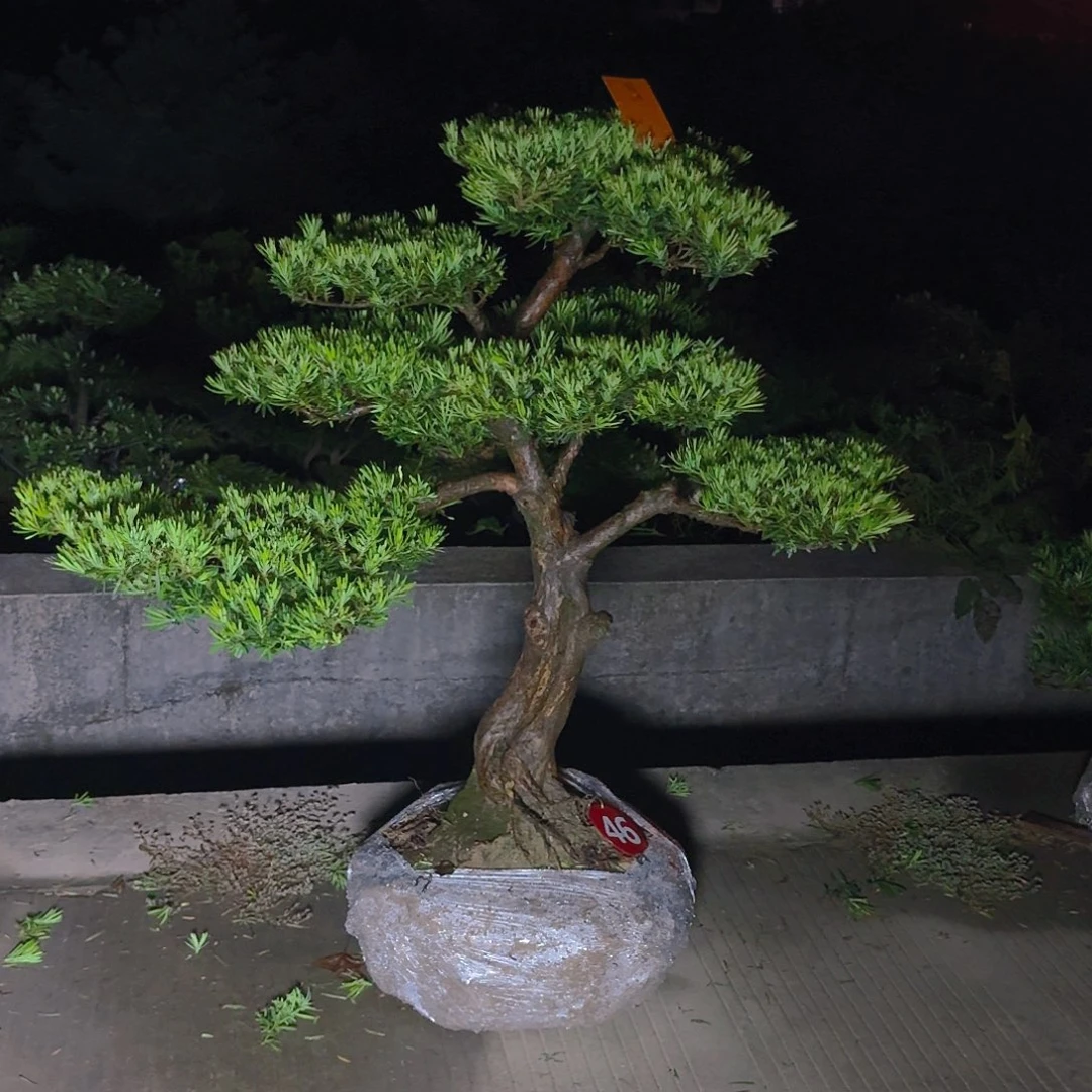 莫***忘当前无花朵，栽培后可花朵