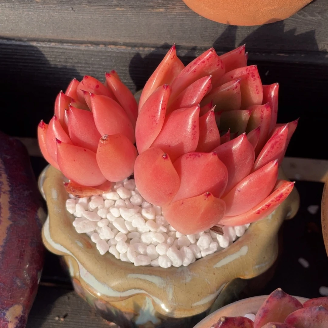 多肉植物盆栽多肉植物