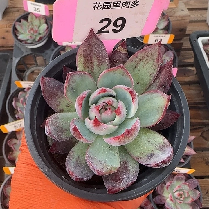 29 惊鸿仙子多肉植物