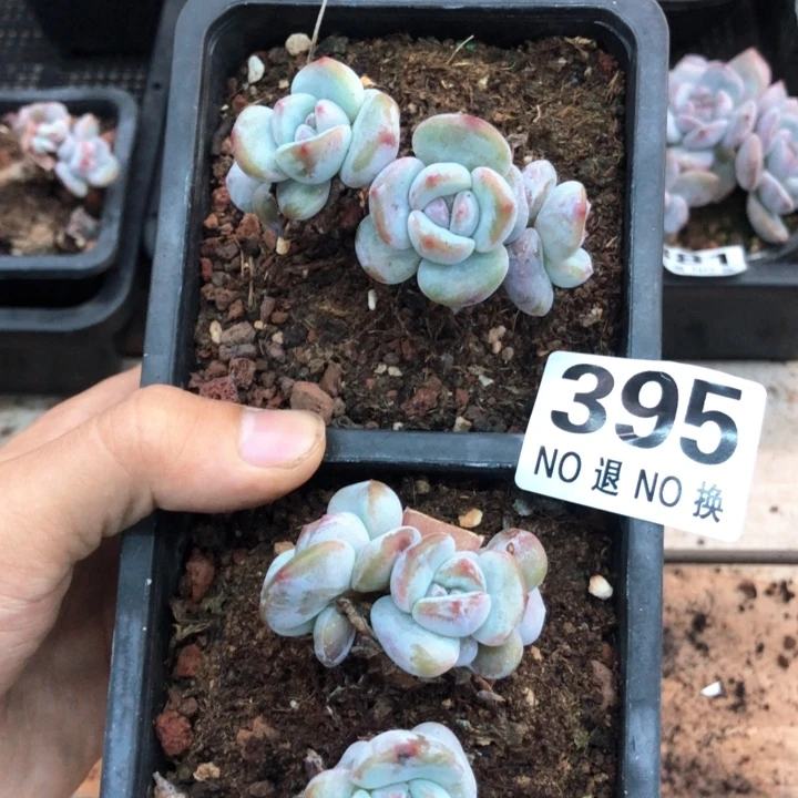 星影石榴籽福利出咯 395
