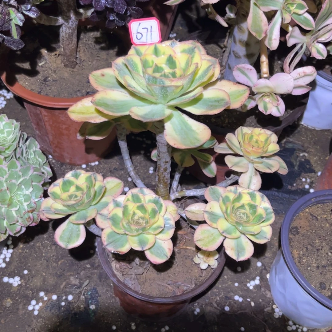 荷***田671多肉植物燕姿锦妖桩