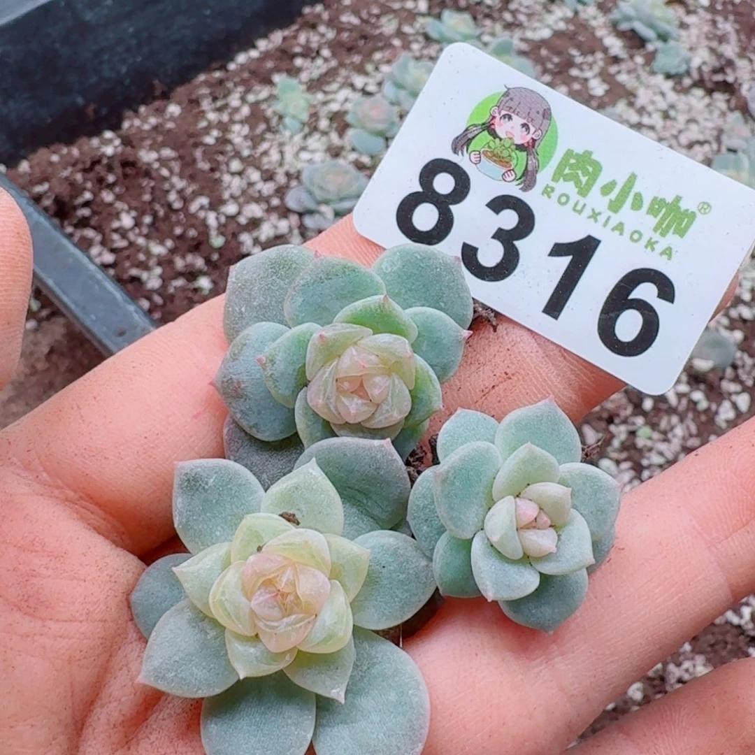 多肉植物多肉植物