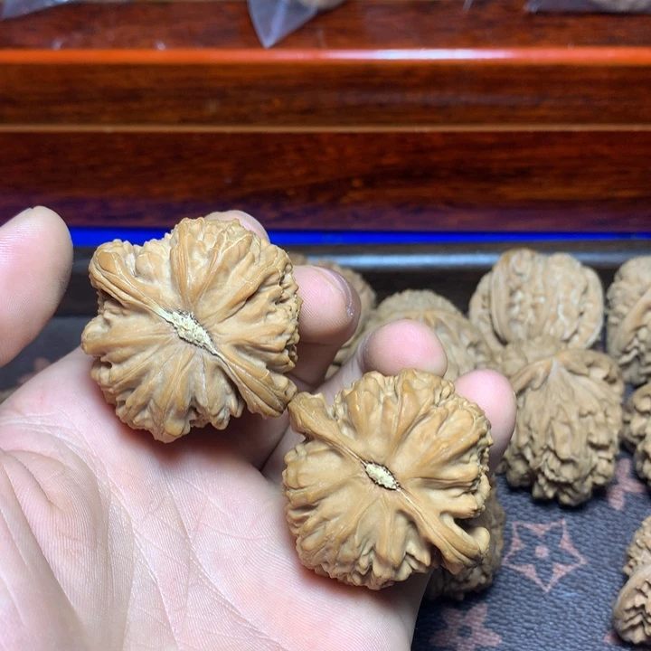 壹*风白狮子11111111111