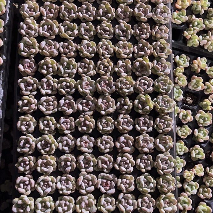 128颗全单头优选石榴籽！