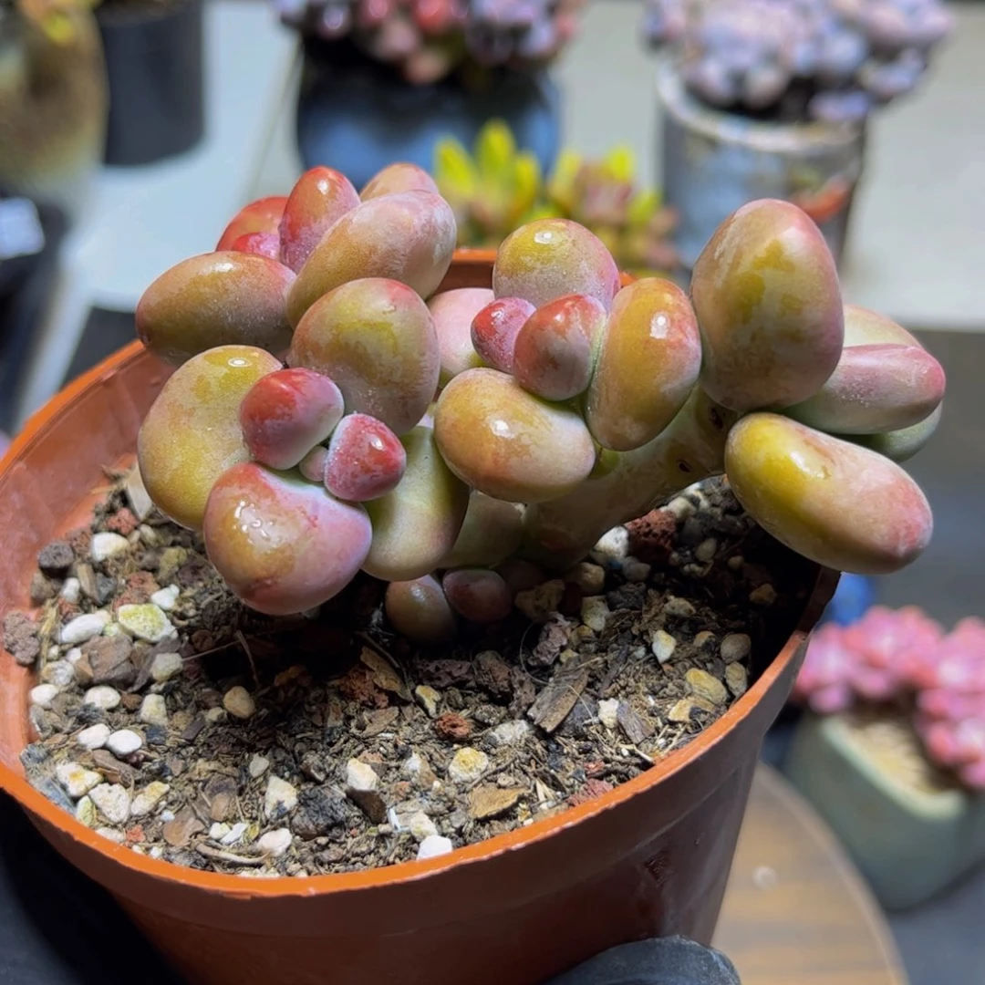 364KK奶酪9厘米多肉