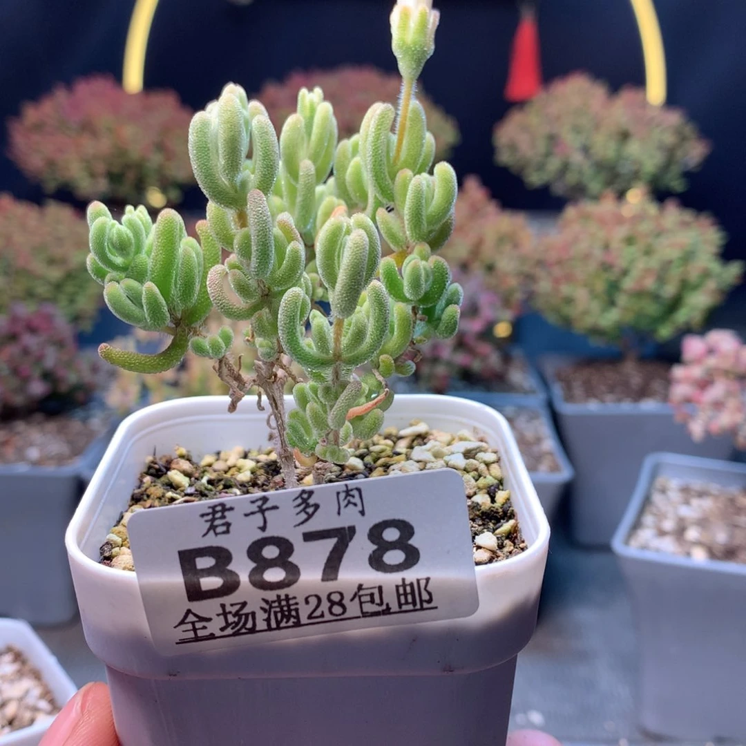 沐*づ878橙叶锦。