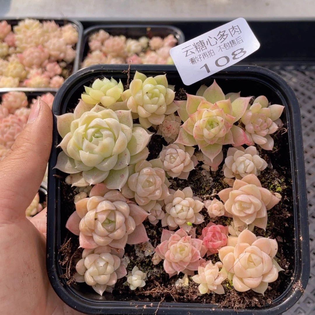 云糖心多肉植物108