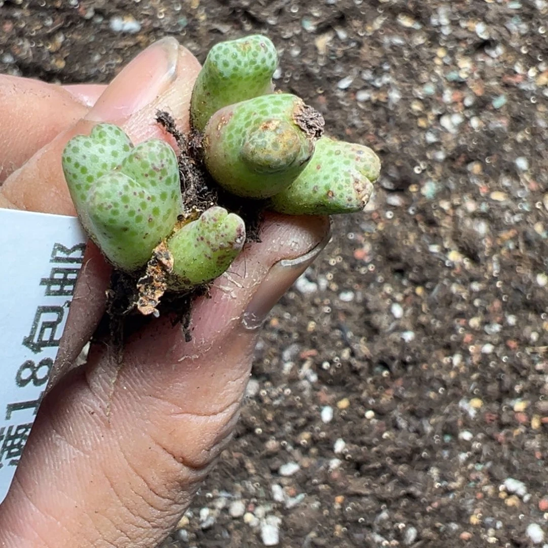 【闪购商品】 089。