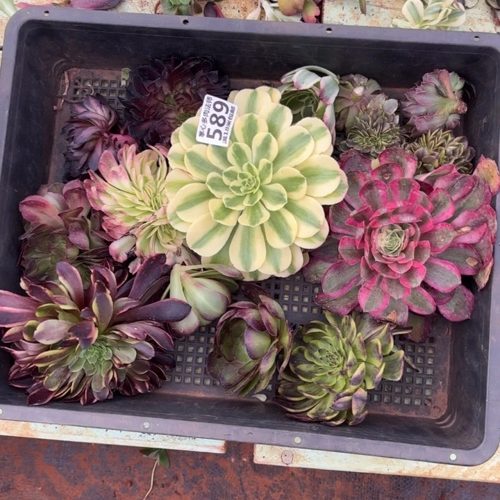 589缀化及花组合掌心多肉法师锦