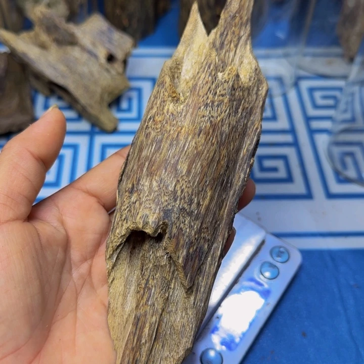 木母树绿奇小叶陆河虫漏83克