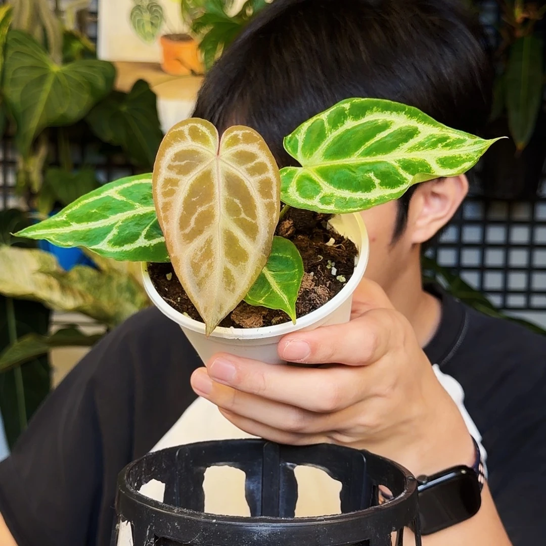 完全开放K64 超级银杂粉柠檬