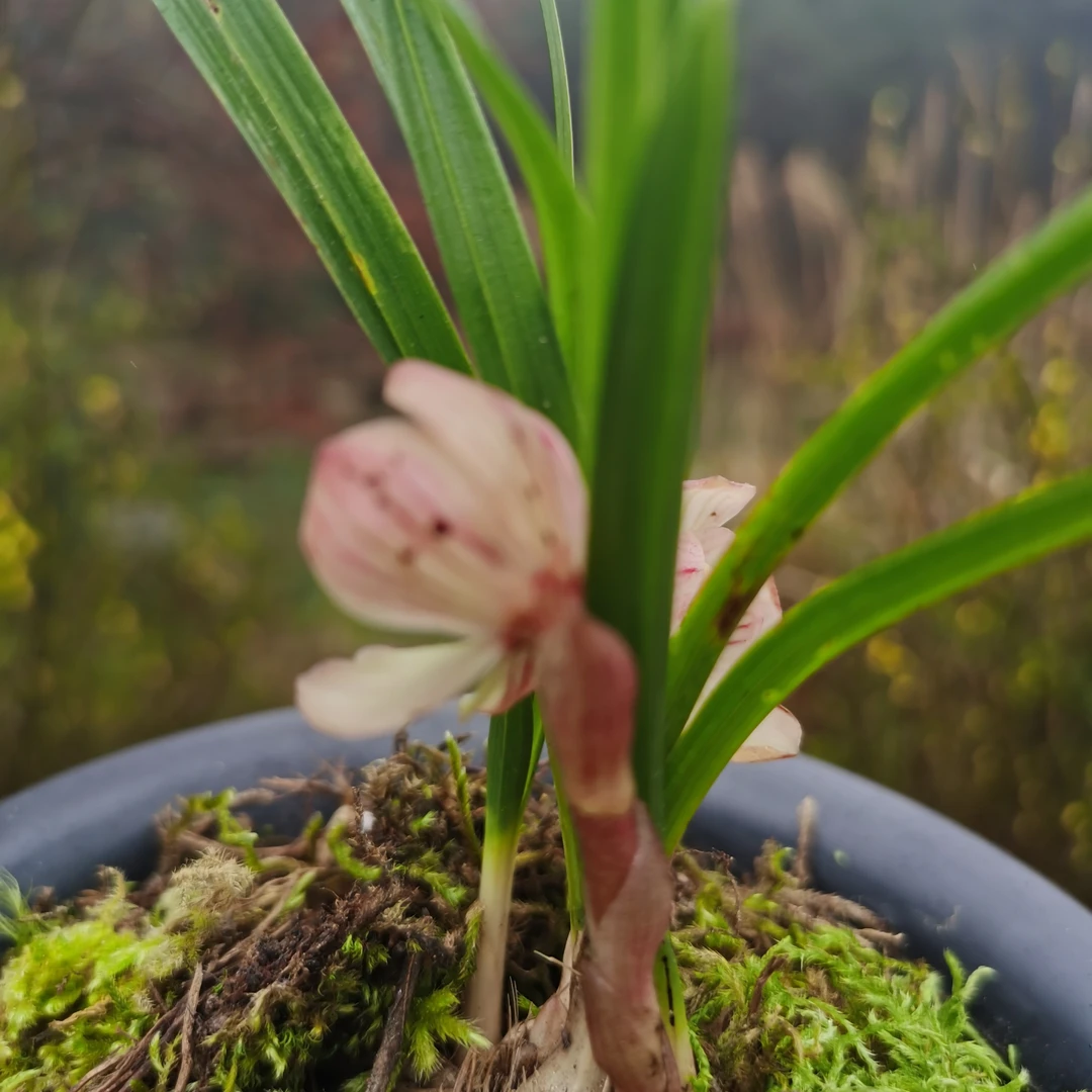 春兰红荷香花多瓣荷花