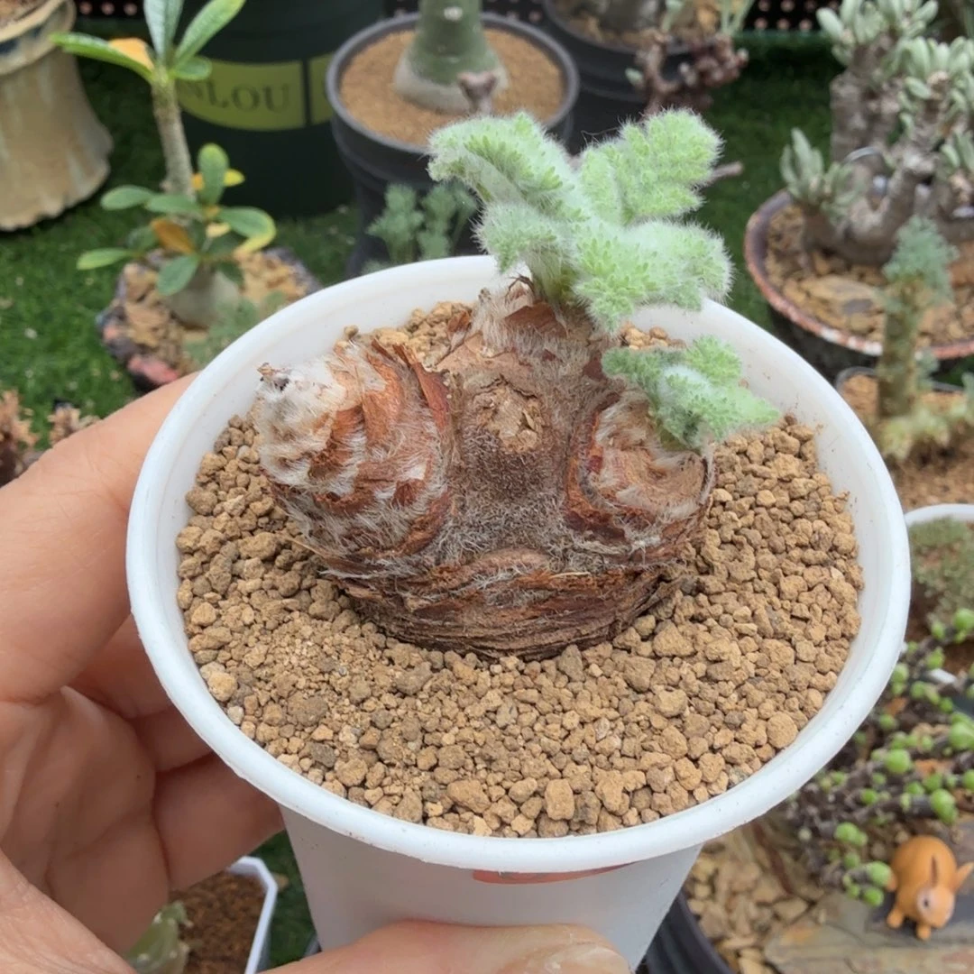 羽叶洋葵096仙人掌