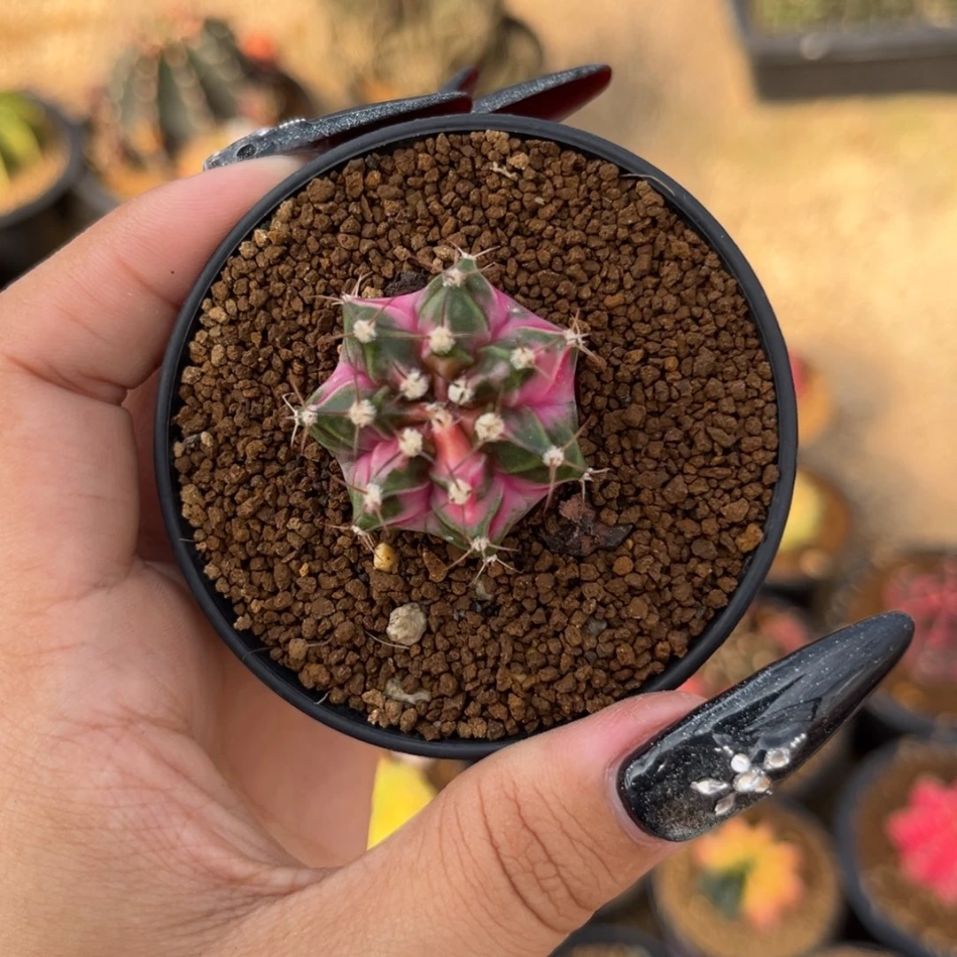 1114 侧牙米哈锦 带盆土