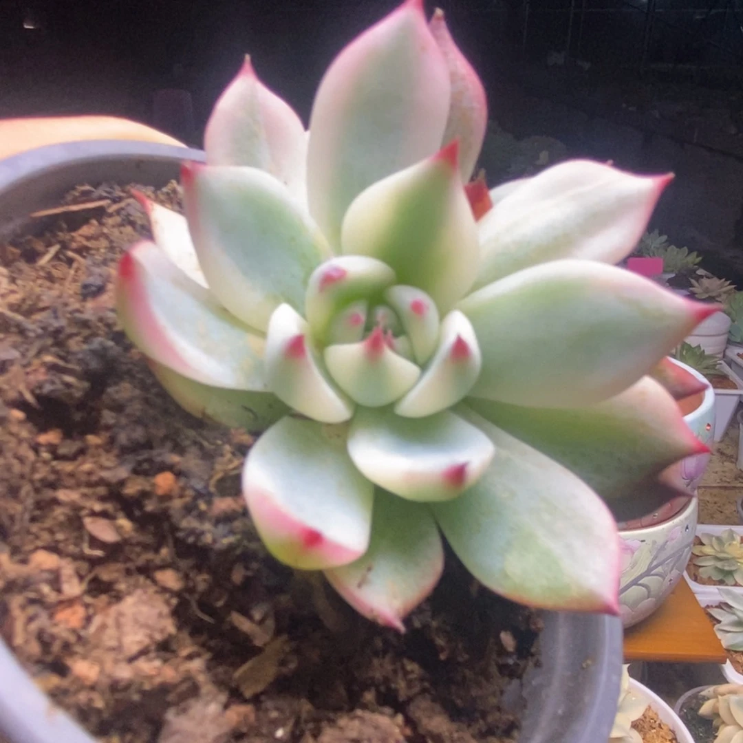 208锦锦锦锦锦锦锦锦锦