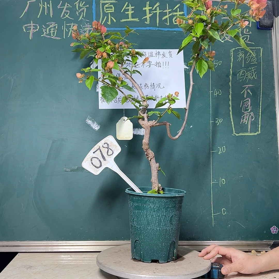 完全开放橙粉公主 原生小树头 078