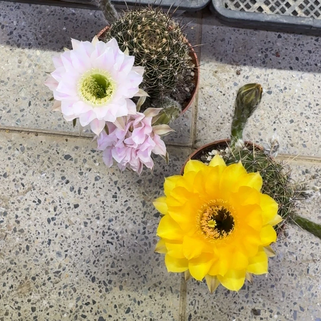 266彩草脱土发货掉侧牙无售后斑掰花
