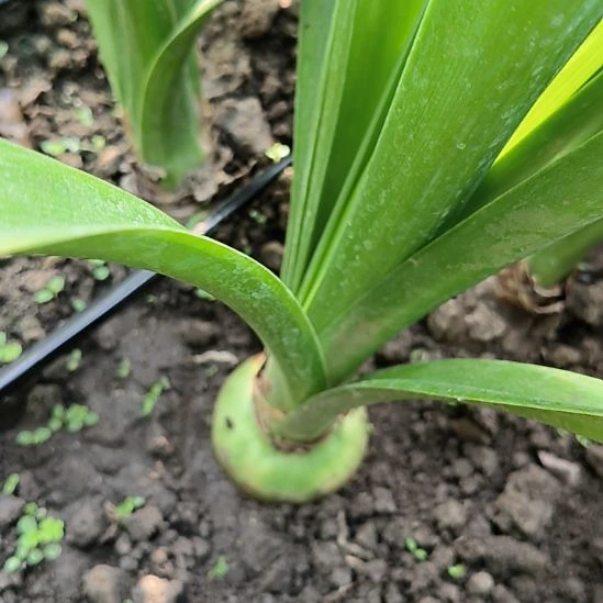 当前无花栽培后可以开花北极铃声直径6CM