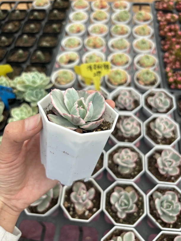 满9.9米包邮博克利锦多肉植物