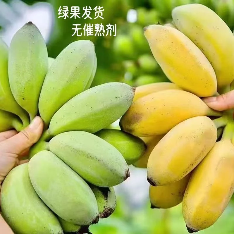 广东苹果蕉应季新鲜水果软糯香甜自然熟产地直采香蕉