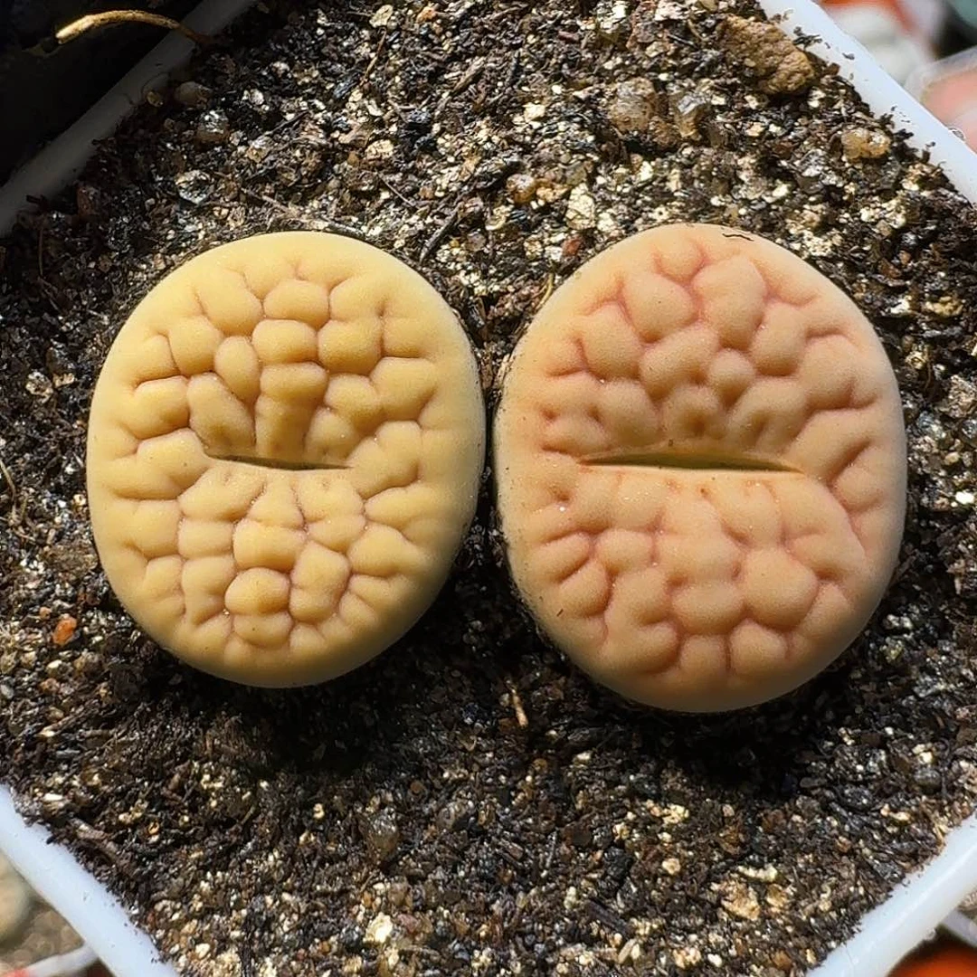 生石花111111。 77