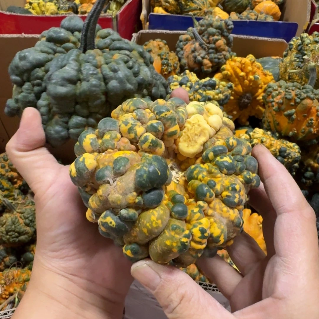 醉***月青皮葫芦不退不换