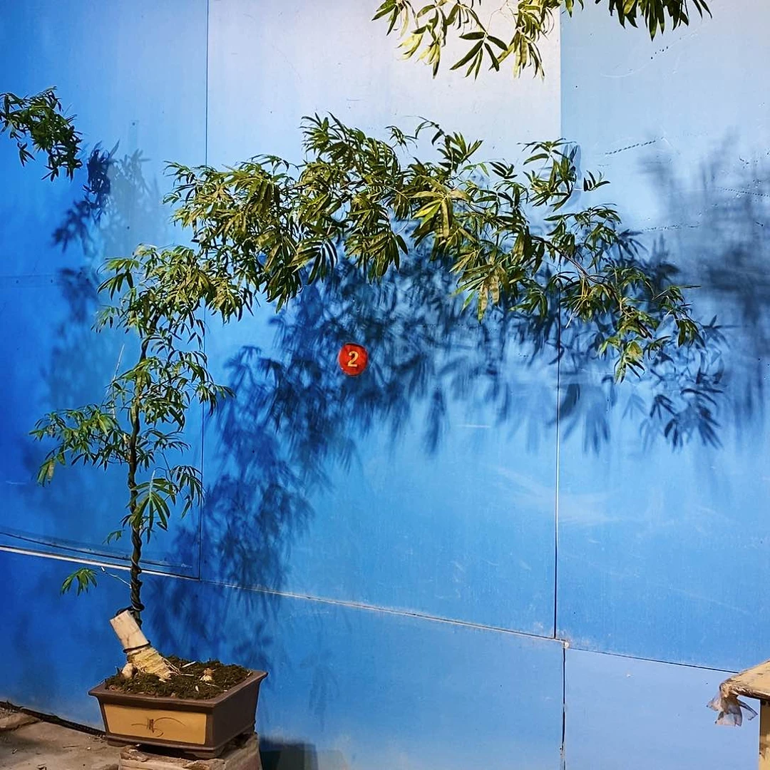 无花朵小叶簕竹一物一拍