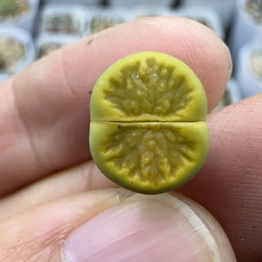 472绿菊清框福利30包邮